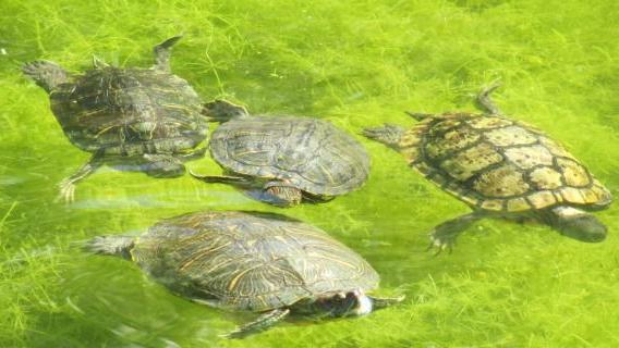 Turtle flotilla